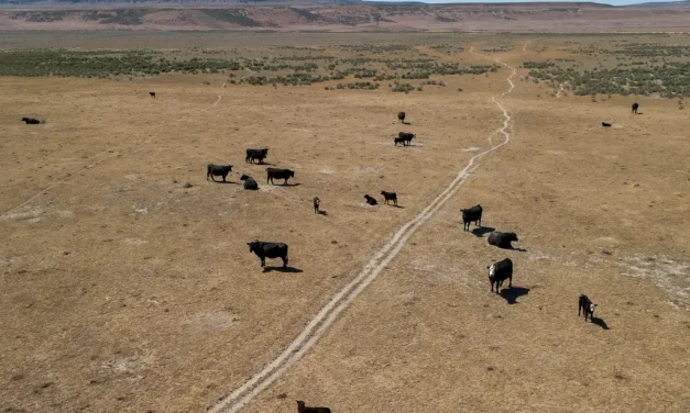 Kevin O’Leary believes his 10,000-acre data center can be ‘beautiful’