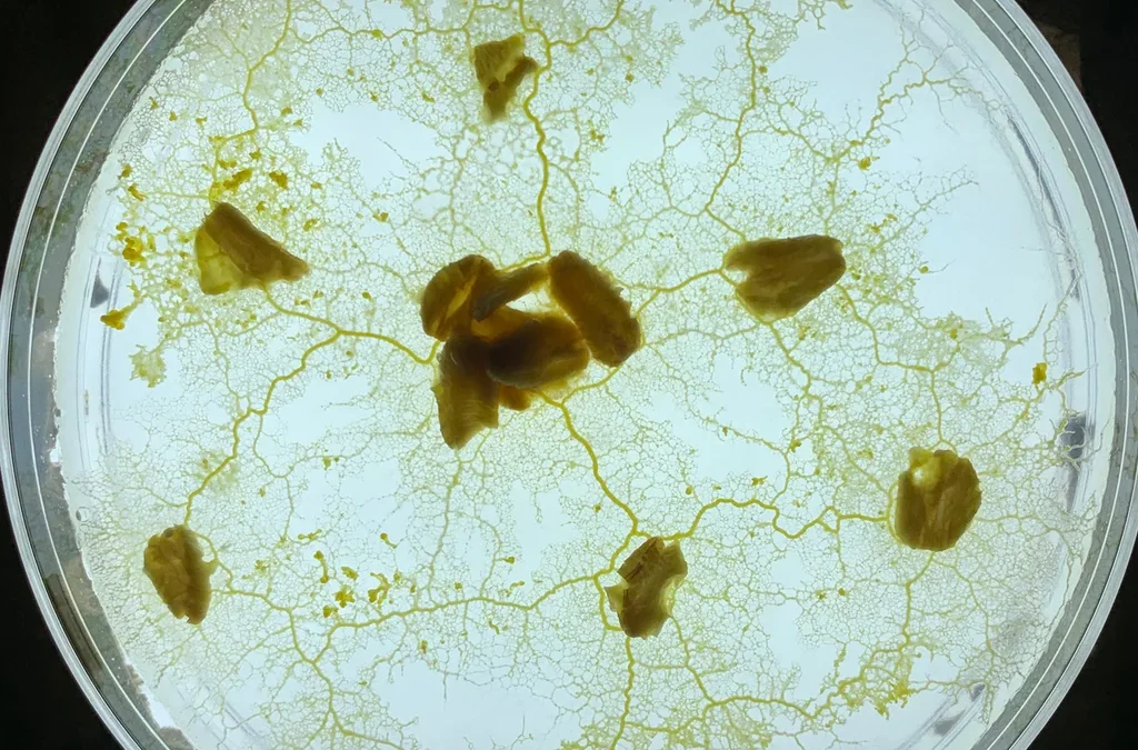 Forget AI training data. This startup learned from slime mold