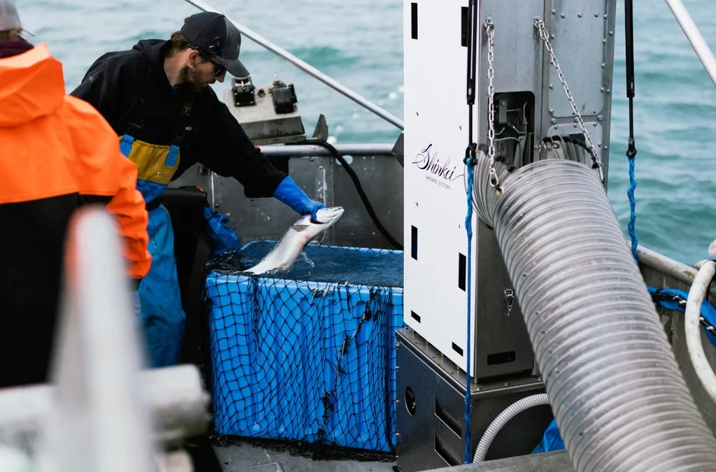 These ingenious new robots are helping fishing crews catch salmon more humanely and sustainably