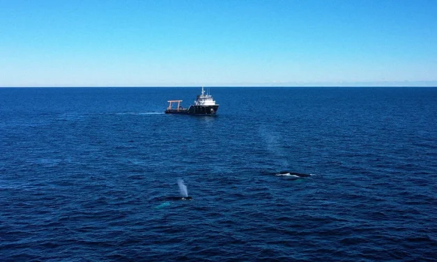 How AI can help make busy shipping routes safer for whales