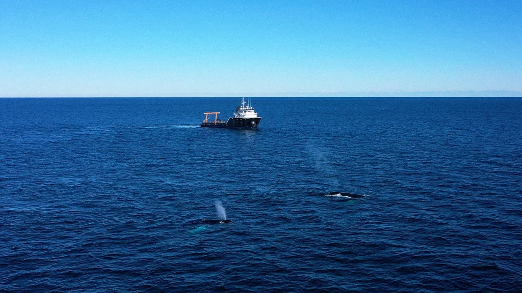 How AI can help make busy shipping routes safer for whales