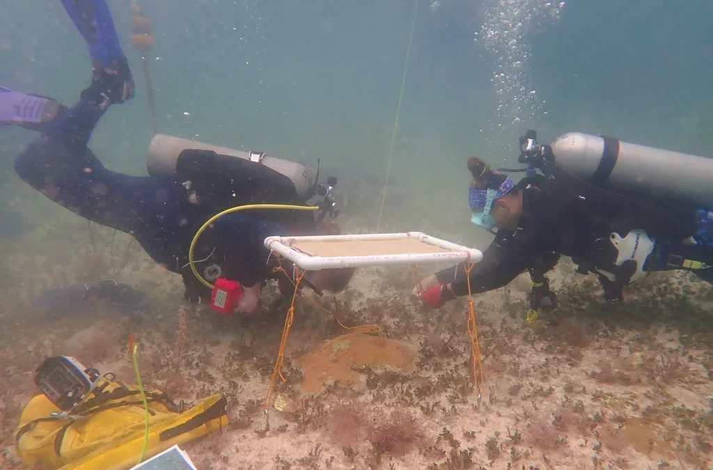 These underwater umbrellas can shade coral reefs to protect them from bleaching